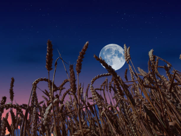 Full moon rises above a wheat field at dusk