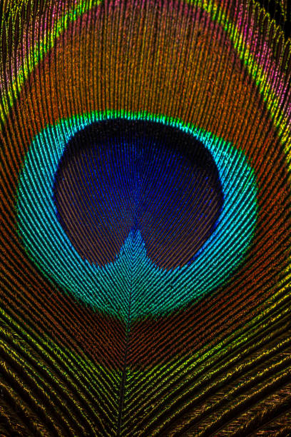 istock macro peacock feathers,Peacock Feather on black background macro closeup 1341691637