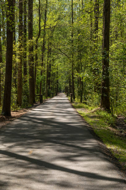 istock Beautiful greenway with paved path running straight through a wooded area, sunlight and shadows, North Augusta South Carolina 1341691681