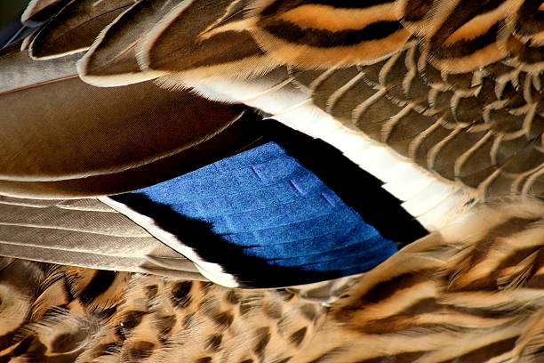 Duck Feather stock photo