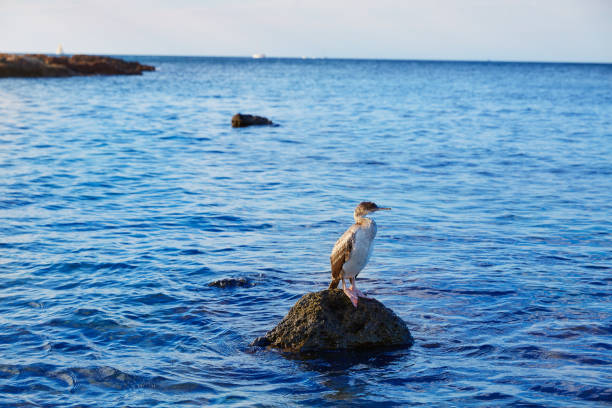 cormorant bird in Mediterranean Denia standing at rock in Alicante Spain