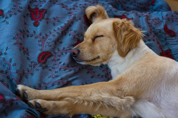 istock Golden retriever dog sleeping in bed with legs stretched 1341693456