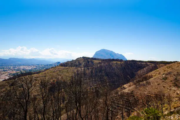 Montgo Javea Xabia burned fire trees in Alicante Spain