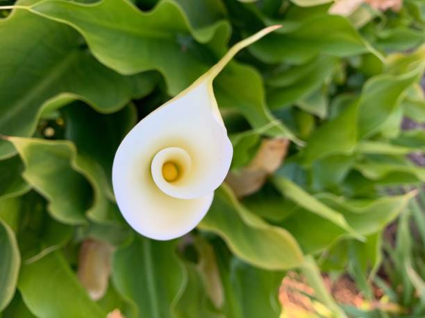10,200+ Calla Lily Leaves Stock Photos, Pictures & Royalty-Free