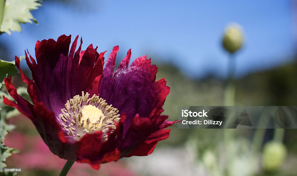 Sommer poppy - Lizenzfrei Blau Stock-Foto