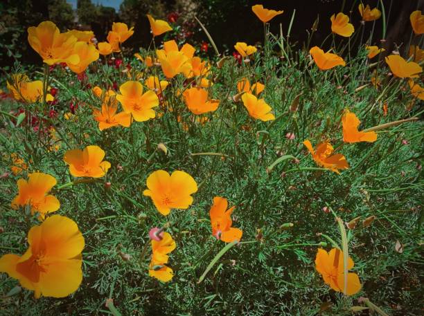 istock California Orange Poppies 1341693675