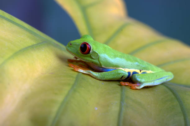 istock Red-eyed tree frog on yellow leaf 1341697149