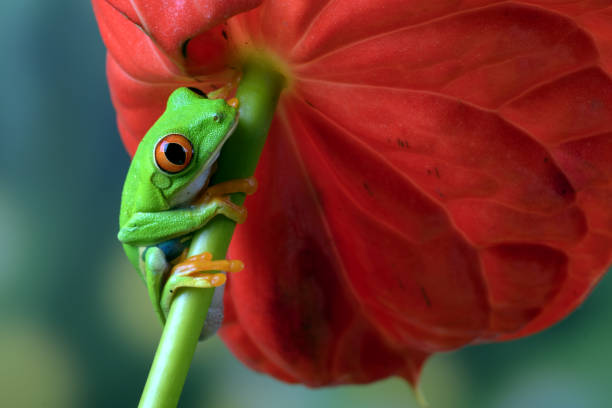 Red-eyed tree frog on red flower stock photo