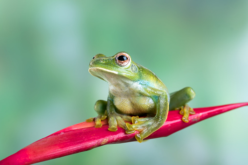 The Malayan flying frog (Zhangixalus prominanus) is a species of frog in the moss frog family (Rhacophoridae). It is found in Indonesia, Malaysia