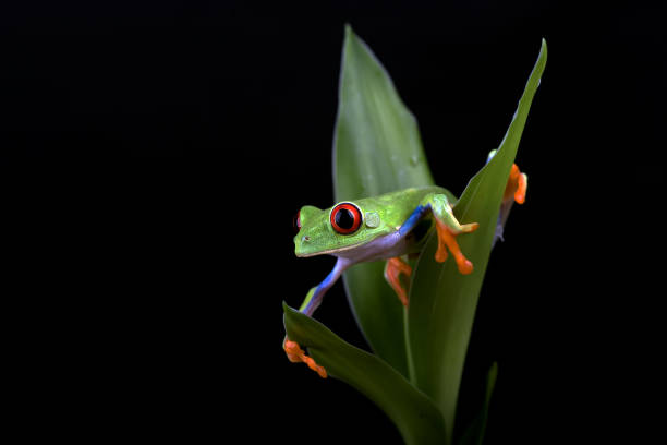 istock Red-eyed tree frog hanging on a tree 1341698289