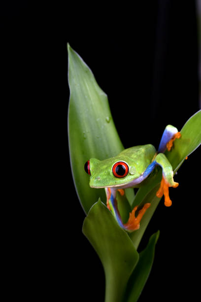 istock Red-eyed tree frog hanging on a tree 1341698613
