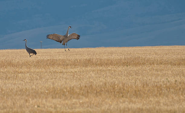 Sandhilll crane displaying stock photo