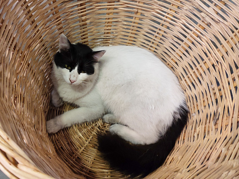 Funny white and black sleeping cat in wicker basket