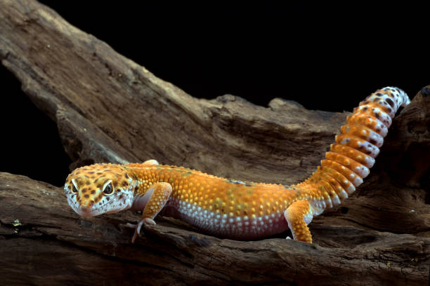 Leopard gecko in black background stock photo