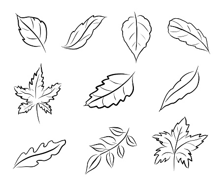 leaves set