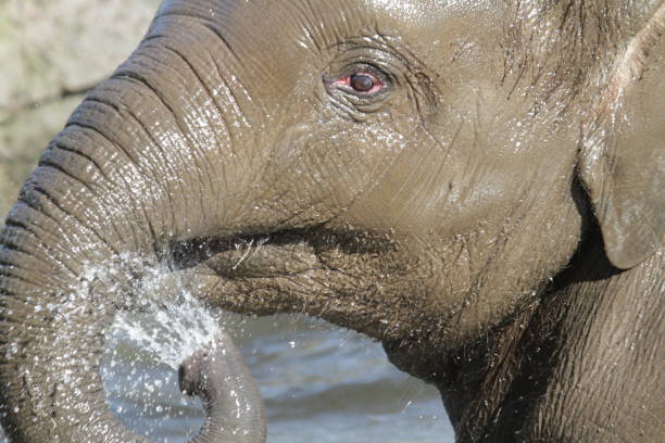 istock Close up of an elephant 1341700627