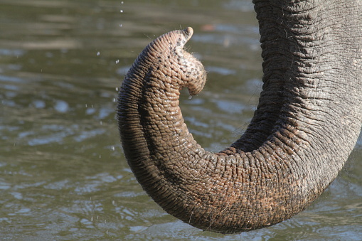 Asian elephant in closeup