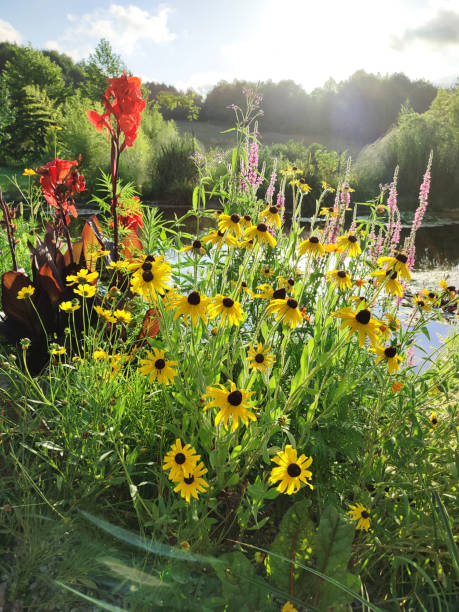 istock Tropical Summer flowers at garden 1341700688