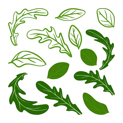 Arugula and basil leaves set. Vector illustration. A concept for stickers, posters, postcards, websites