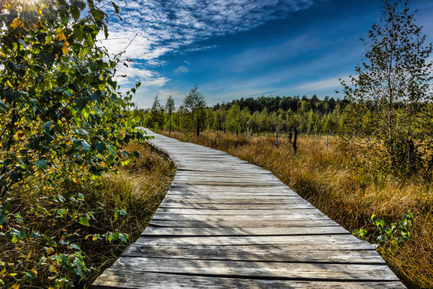 istock Hiking Trail with a Wooden Path Through a Swamp with Low Pine Trees 1341702127