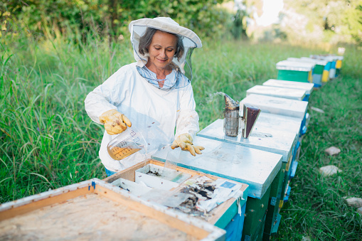 Senior female beekeeper of Caucasian ethnicity, wearing a bee suit, taking care of the beehives and smiling