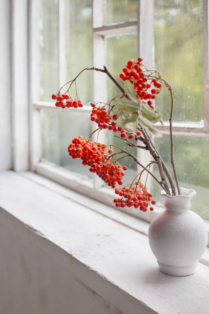 rowan berries in white vase on old white windowsill