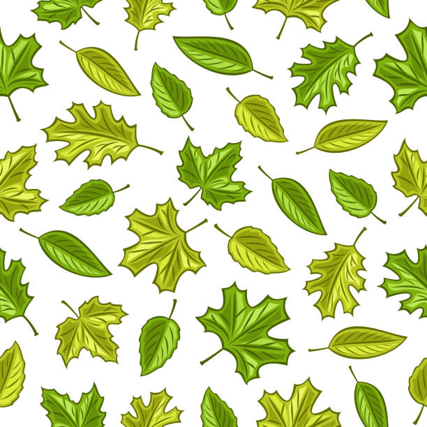 illustrations, cliparts, dessins animés et icônes de vector leaves seamless pattern - elm leaves