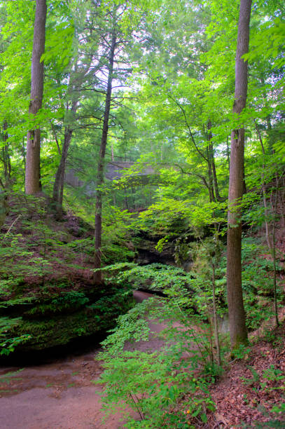 istock Small canyon in the woods-Turkey Run, Indiana 1341706437