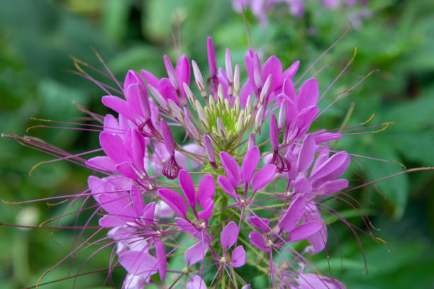 istock Spider Flower-Howard County, Indiana 1341706621