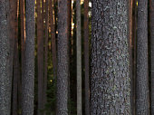 pinienwald-am-sonnigen-sommertag.jpg?b=1&s=170x170&k=20&c=NVJraUv3yjApZEV7G3QNPmknHyFeCwbRx9RkGxpHWKU=