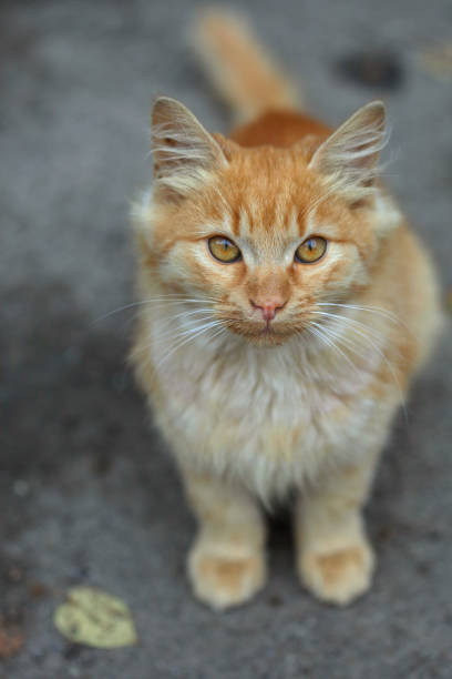 istock Portrait of wild cute fluffy cat 1341707986