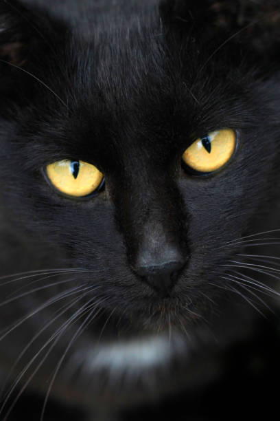 istock Portrait of wild cute fluffy cat 1341707992