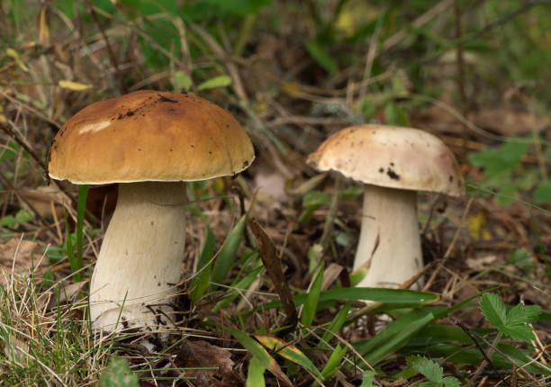 istock Edible mushroom in the forest. 1341708117