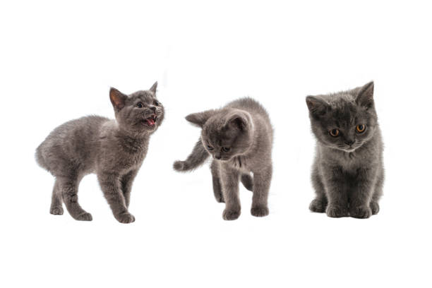 British shorthair kitten looking up isolated on white background.