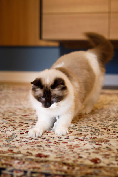 istock Cute cat catching its toy 1341708991