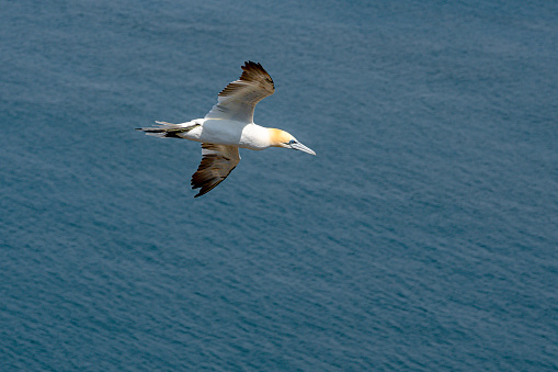 Northern gannet, morus bassanus, in flight