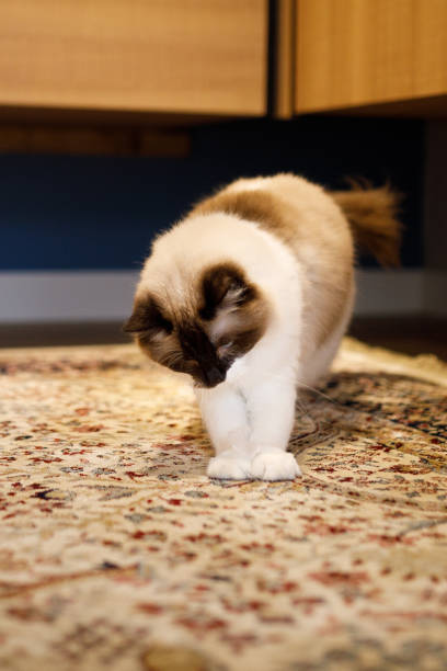 istock Beautiful ragdoll cat catching its toy 1341709019