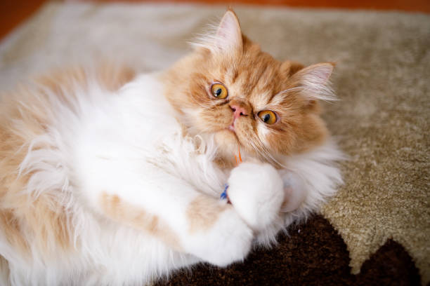 Pets behavior at home