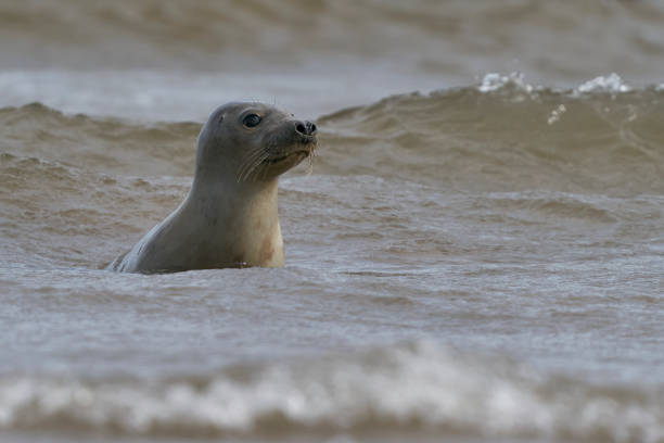 istock Grey seal in the surf 1341709097
