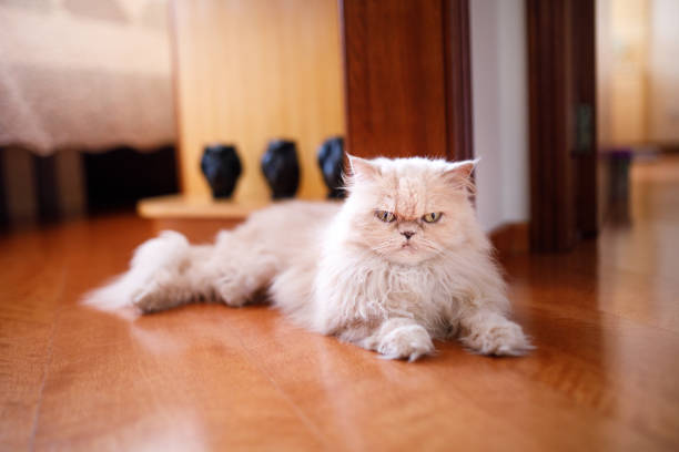 istock White persian cat laying looking at camera 1341709153