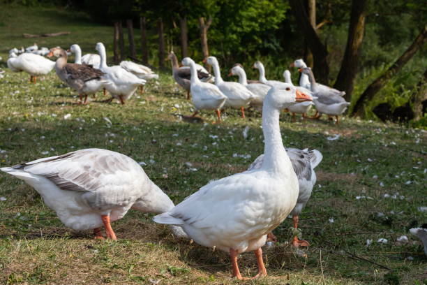 istock Domestic geese on a walk through the meadow 1341709693