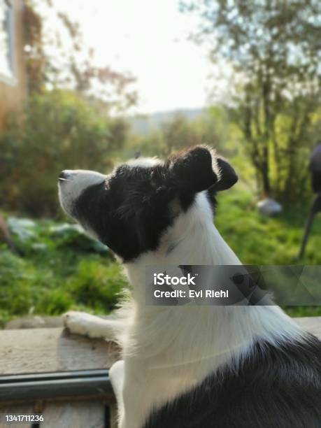 Border Collie In The Sunshine Stock Photo - Download Image Now - Dog, Sweden, Summer