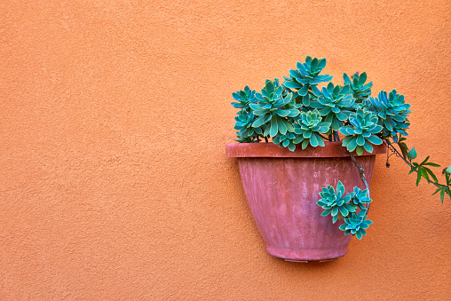 Succulent plant, Echeveria Elegans in a pot hanging on a colorful wall.