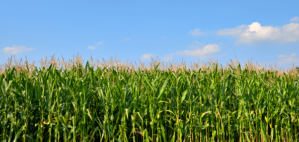 Closeup in the field with corn in the day with sun. Agriculture and Food Plant.