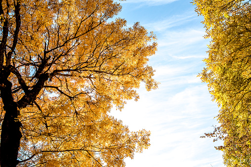 A tree with bright yellow and orange leaves on the branches with a blue sky in the background in bright sunlight. Autumn outdoor background