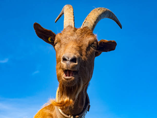 istock Close-up of a goat with sky in background 1341713463