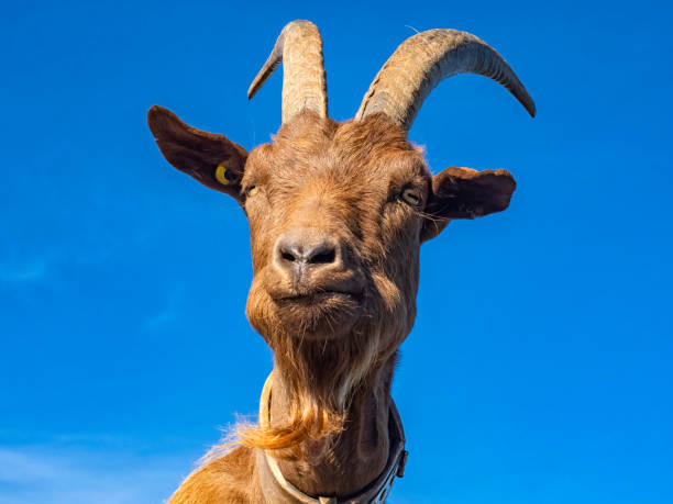 istock Close-up of a goat with sky in background 1341713466