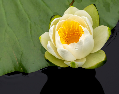 Fragrant Water-Lily (Nymphaea adorata) in a summer pond.