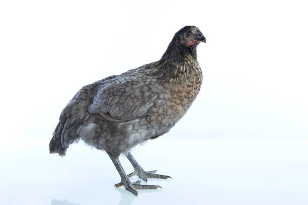 istock Bigblue Delaware big blue hen biblue 1341714068