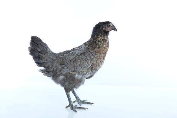 istock Bigblue Delaware big blue hen biblue 1341714126